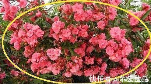 家里养花别瞎养2种花是大忌，6种花旺财还养人