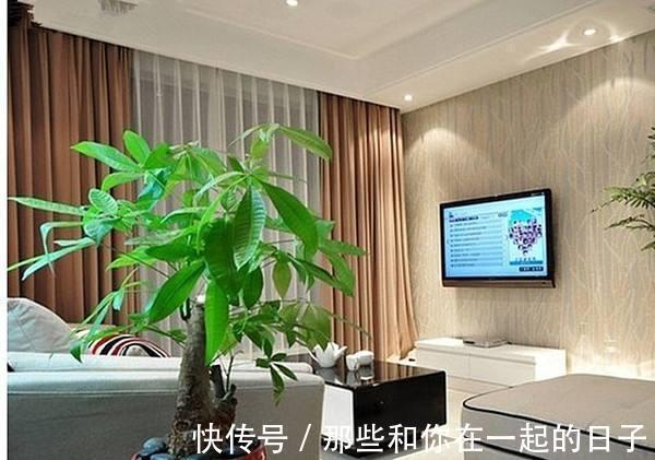 6种寓意美好的“树”,家里养上几盆,旺财又镇宅,年年发大财!