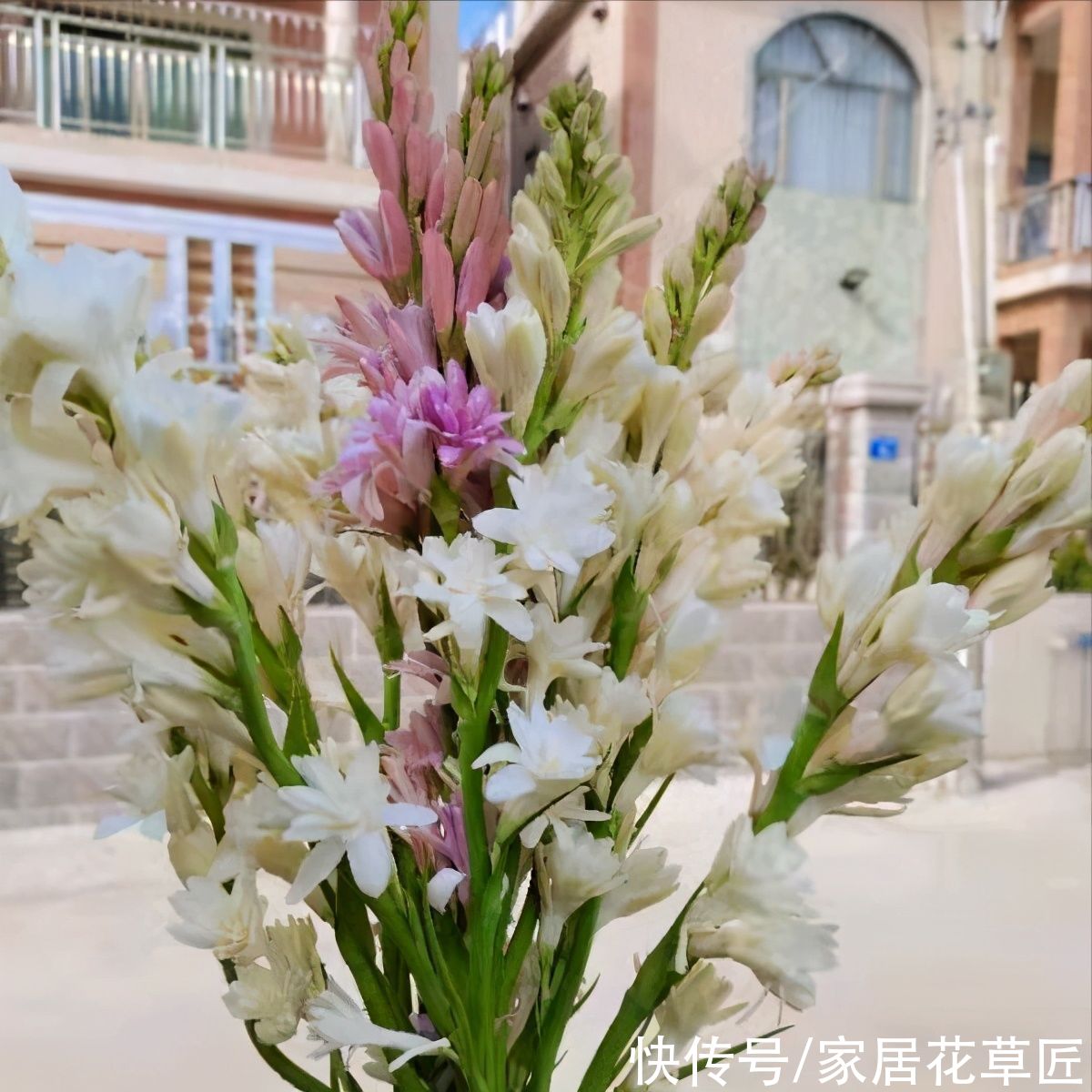 晚香玉|4种带香味的花，好养又好看，还能驱蚊，养上一盆夏天不怕蚊子咬