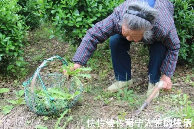 中医|蒲公英泡水喝,是用叶子还是用根茎中医给出回答,受教了