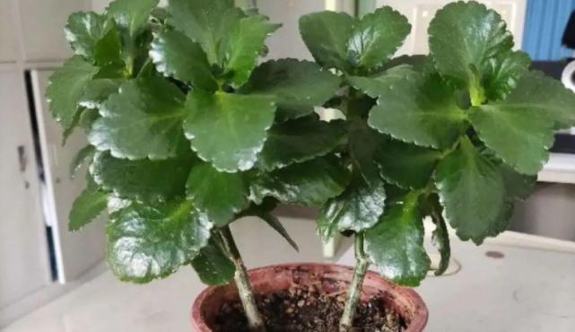 养花|万能橘子皮,养花好宝贝,盆里放一点,叶绿开花多