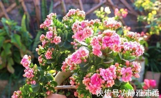 长寿花根系很弱,教你一个“养根”技巧,根系长满盆开花才会多!