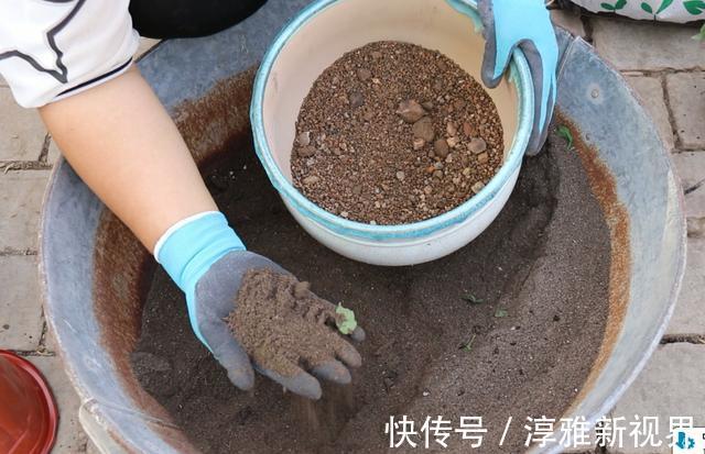 仙客来|路边大树下，有养花万能土，用来养文竹，一年窜一米，长成巨无霸