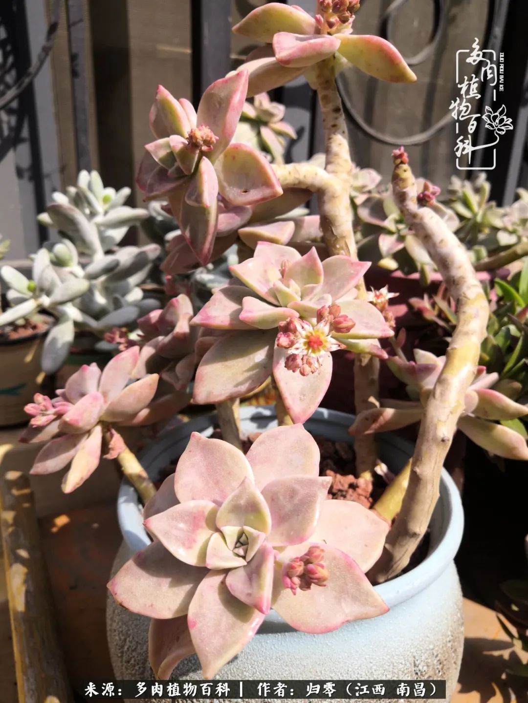 肉肉|人生转个弯,在小院遇见落入凡间的多肉小精灵!