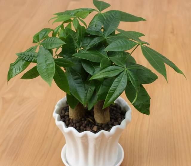 鸿运当头|建议养花人：4种花，别看不上，养护容易寓意好