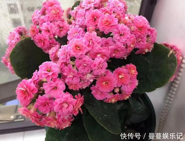 花盆|长寿花盆栽选重瓣品种,这么养护,谁能不喜欢!