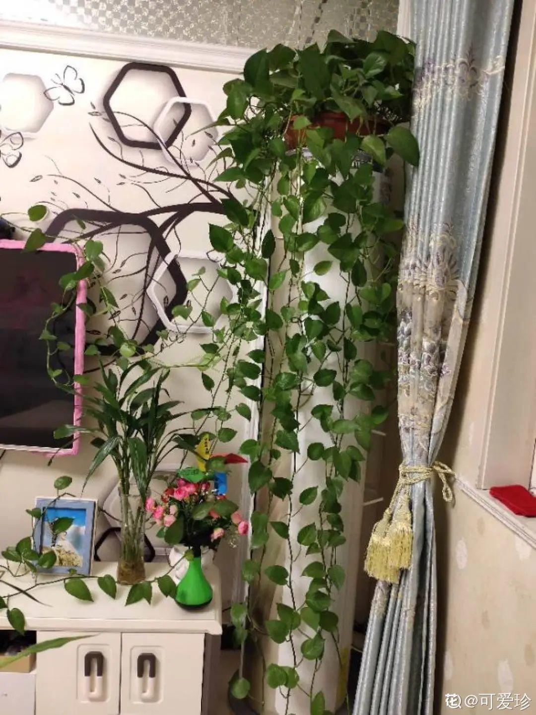 折腾不死的25种花,咋养都爆盆,家里必须养!