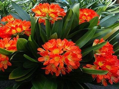 秋天准备“抗冻肥”,给君子兰、蟹爪兰“喂上”,长得旺、开花多