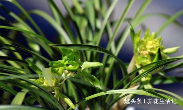 浓度|兰花出现干尖问题,只需把住“4点”就能解决,以后不再出现!