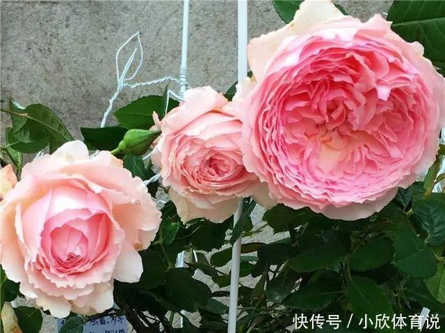 这种花品种多,花型好,养了你就爱上了!