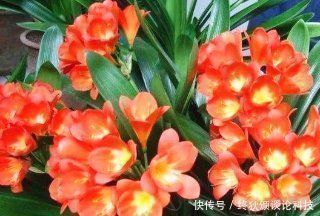 啤酒|什么淘米水、啤酒养花都不如这种水,给花喝一勺,叶子绿,花也多