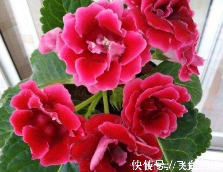 “4种花”好养又漂亮,花开媲美玫瑰,花朵姿态万千,美