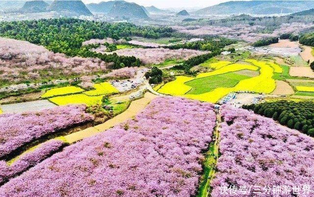 世界最大樱花基地，不在日本而在中国，漫天粉色惊艳世界