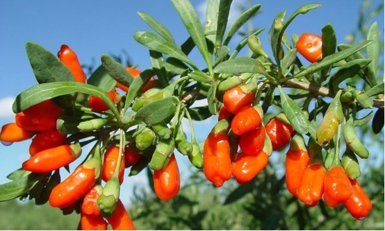 慢性肝炎|每晚吃8粒枸杞,坚持一个月,三大好处不请自来,赶快了解一下!