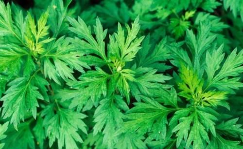 艾草的好处十分有名，好处都知道了，那么禁忌你知道多少呢？