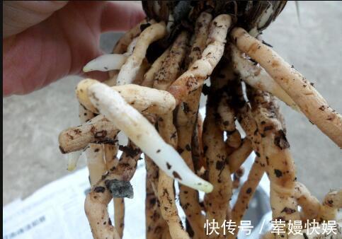 养花“养根”很重要，5个小妙招，白根粗壮，半年撑爆盆！