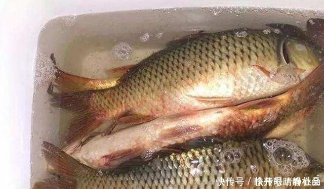 伏天|伏天一热,我就只想用这鲤鱼饵,十用九灵,试过的人都拍案叫绝