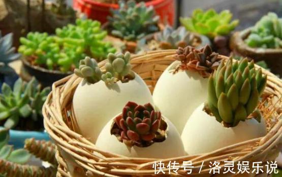 鸡蛋全身是宝将它们分开用作养花,可让盆栽枝繁叶茂、多开花
