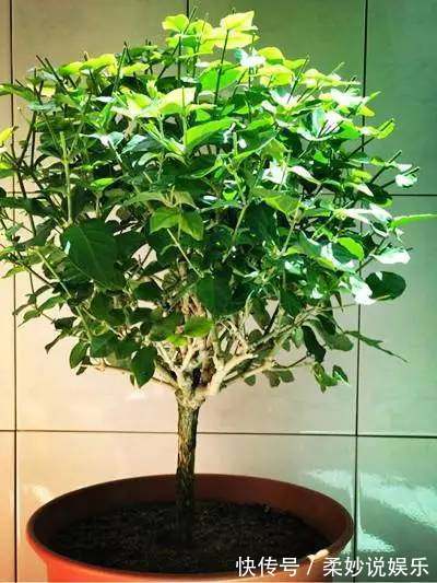 剪枝|大爷一盆茉莉养30多年，他只做了这个小动作，年年开花3次
