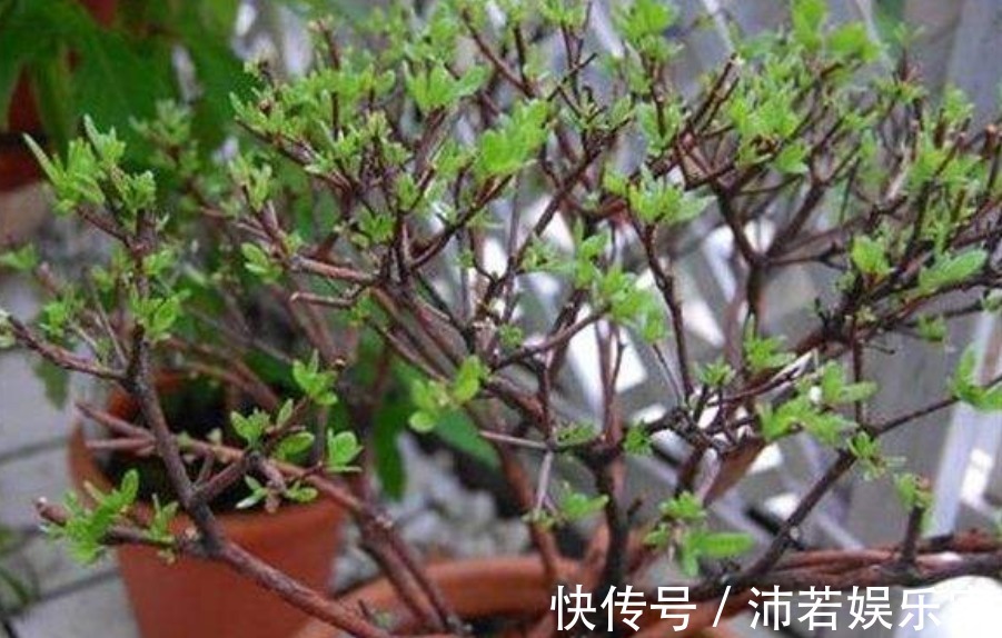 杜鹃|杜鹃花度夏难赶紧换位置,不长斑不招虫,秋天猛开花!