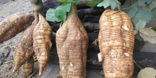 豆科植物|10个女性9个有妇科病,每周吃3次,活血化瘀,子宫更健康!