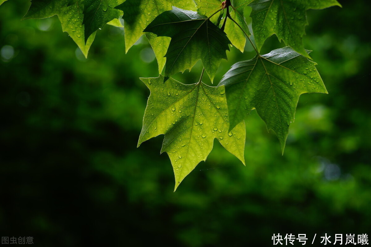 错过|雨是一生错过,雨是悲欢离合,雨是再也回不去的倾城往事