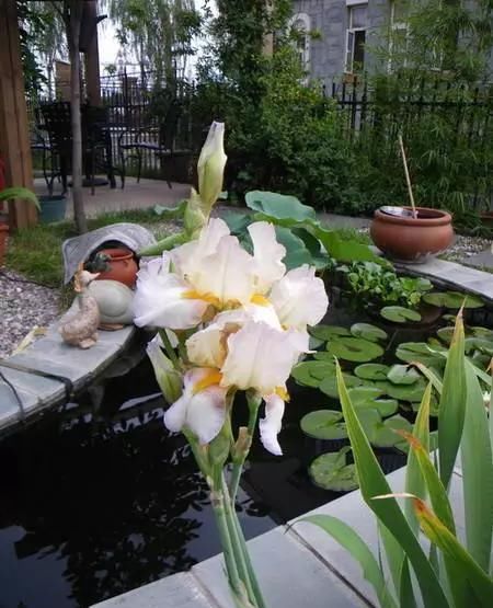 院子里的荷花鱼池，种这些绿植无需过滤又美观