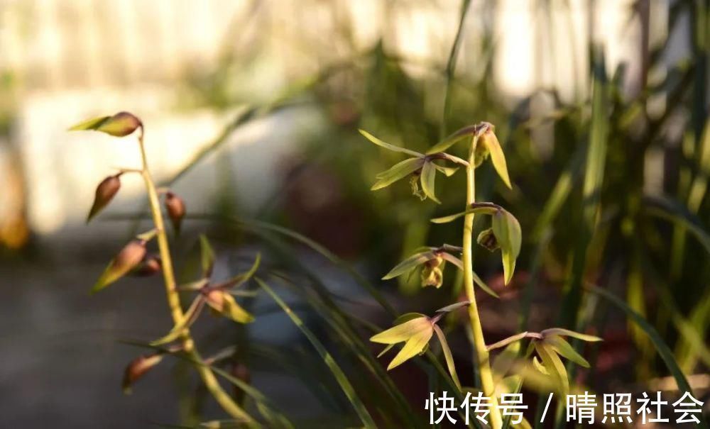 兰花|兰花可以用复合肥吗?季节、方法、种类,这3者缺一不可