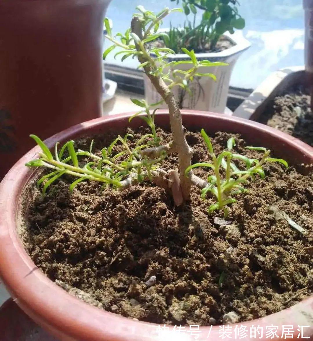 枝条|6种花别养老桩,越老越不开花,赶紧扦插备份
