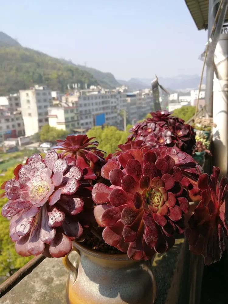 养多肉两年,200多盆养死的不到10盆,记录点点滴滴!