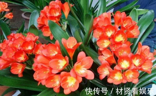 花友|君子兰、绿萝秋天“砍一刀”,呼呼冒出8个芽,赚了!