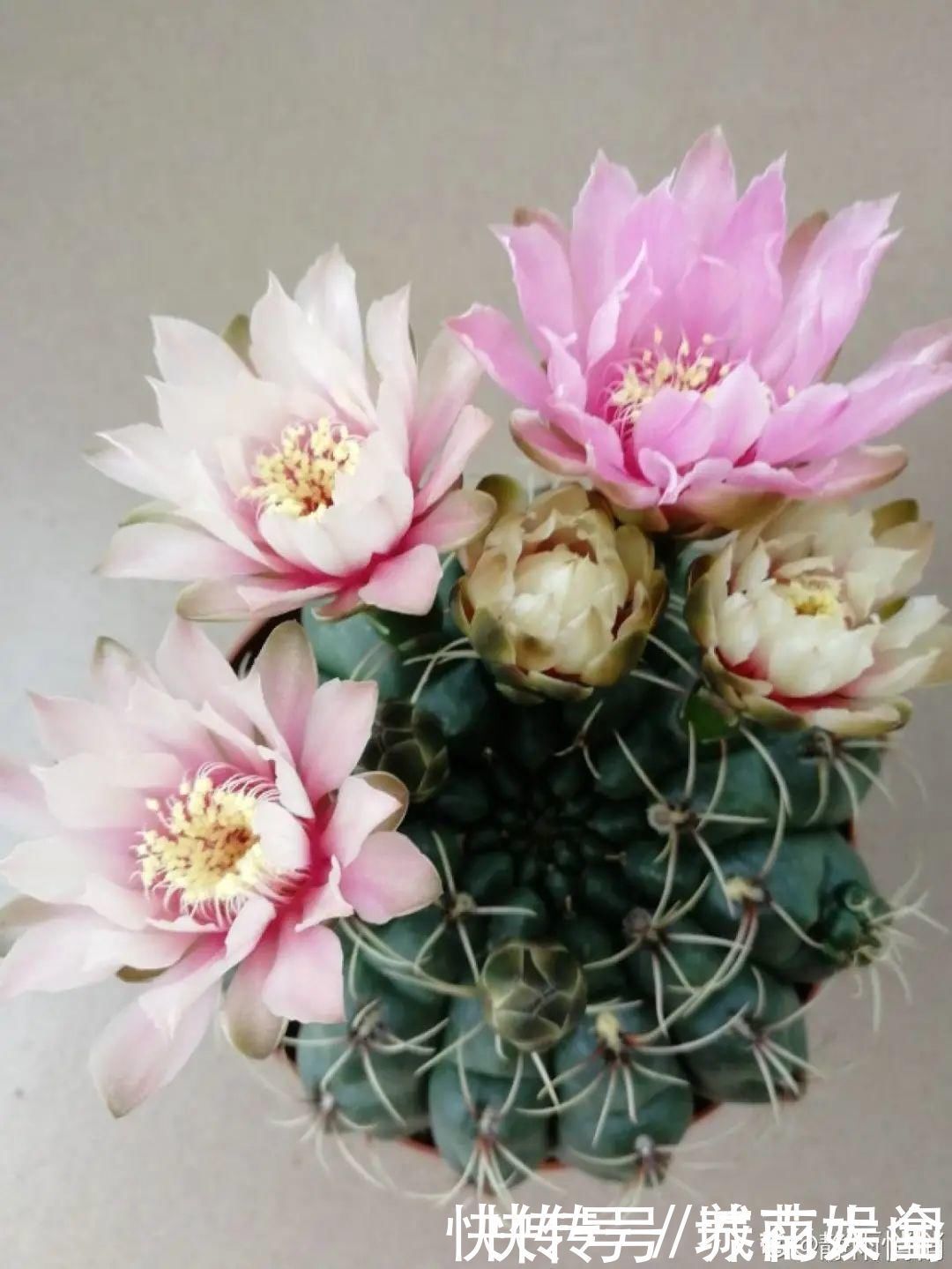 耐旱|超级耐旱花,整个冬天不浇水,还能胖一圈