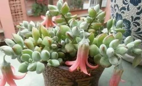 多肉开花会要命?养盆达摩福娘,做到3点,无需犯愁观花赏叶