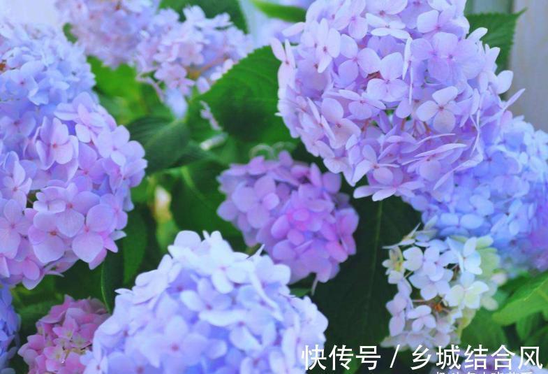 用这8种“废水”养花，青枝绿叶长得壮，开花鲜艳，环保又省钱