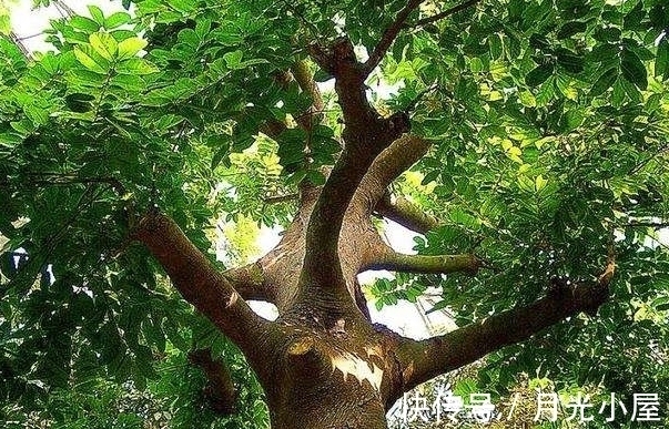 世界上最毒的树,成人中毒最快20分钟致死,却还是国家保护植物!