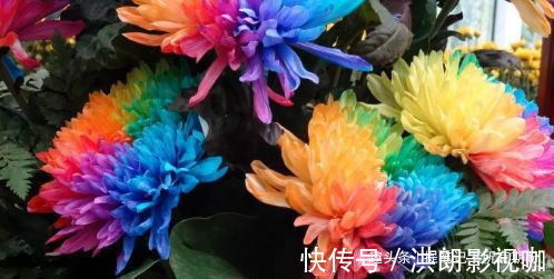 喜欢养菊，不如养盆“珍稀名菊”七彩菊花，似七色彩虹，美不胜收