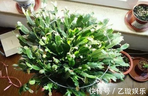 蟹爪兰瘦弱不开花,摸透它的“脾气”,叶片肥厚,花开不断爆满盆