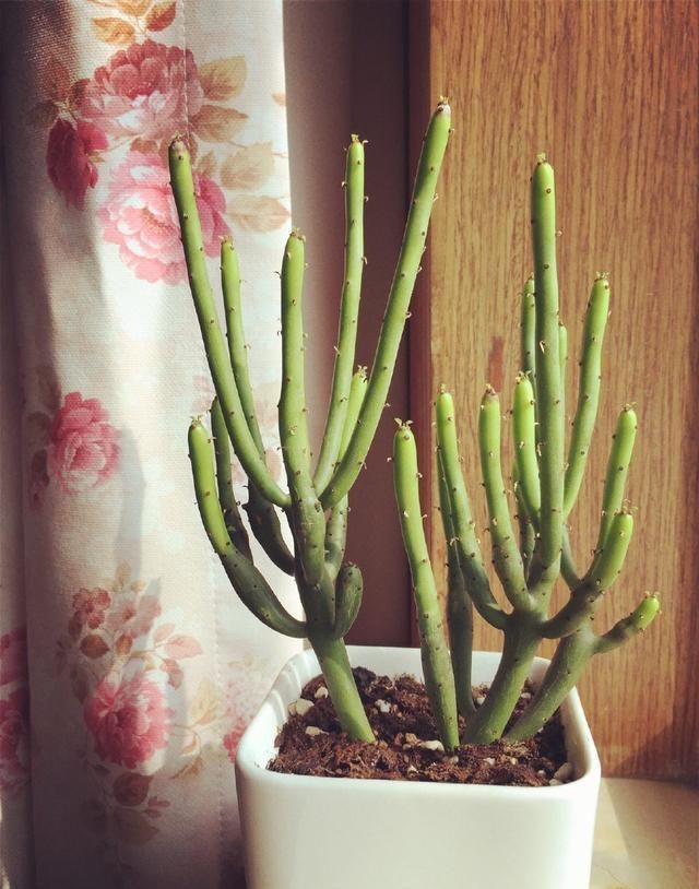 此3种花,就要贱养,不矫情,越懒长的越好,不是吹牛哦!