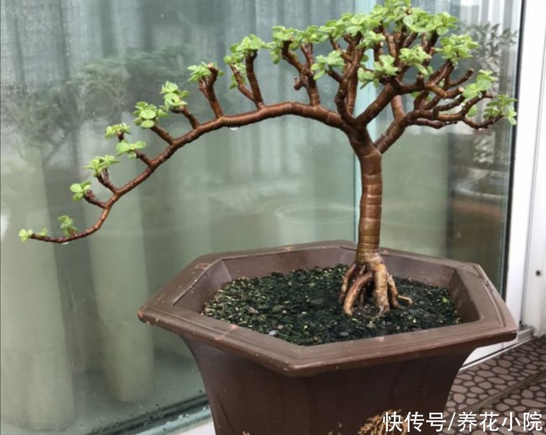 养金枝玉叶，枝条舍不得修剪，株型散乱，长得慢