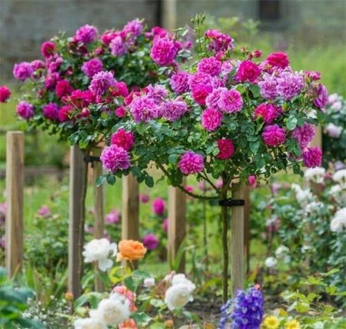 婆婆别的花不爱,只养月季花,精挑细选了5个品种,个顶个的经典