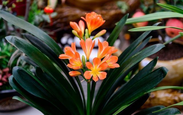 天冷了,3种花别“急着”搬进屋,在外“冻一冻”,开花又多又艳