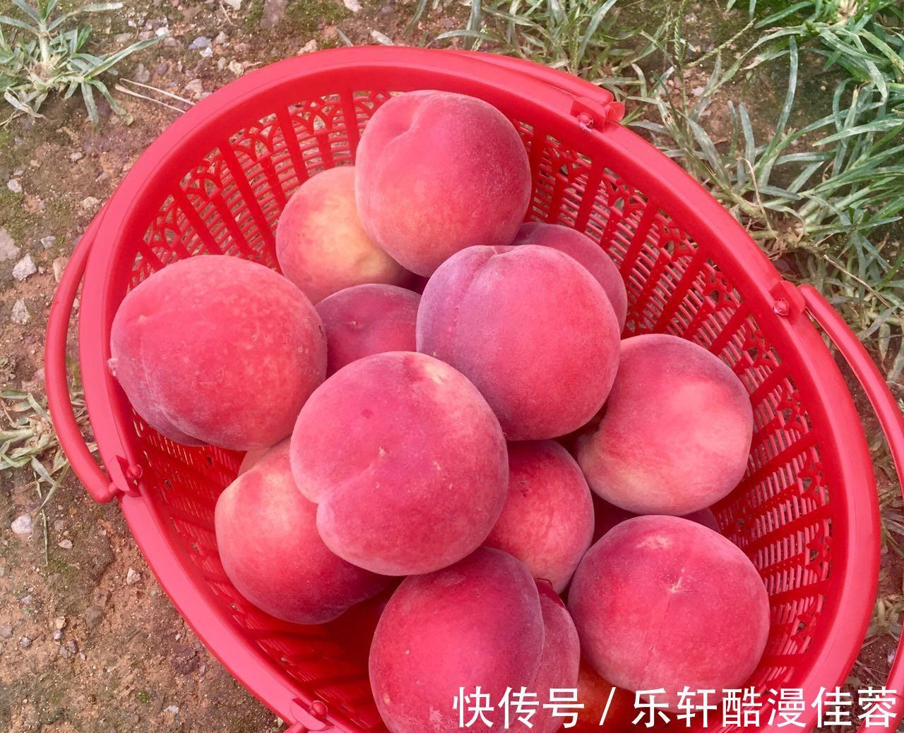 美味|小暑将至若条件允许,这6种水果记得要多吃,营养美味还不贵