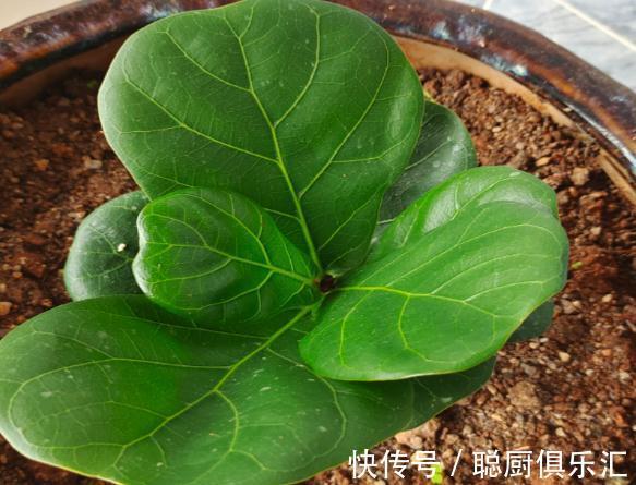 这棵守家树，摆客厅长2米高，霸气又镇宅