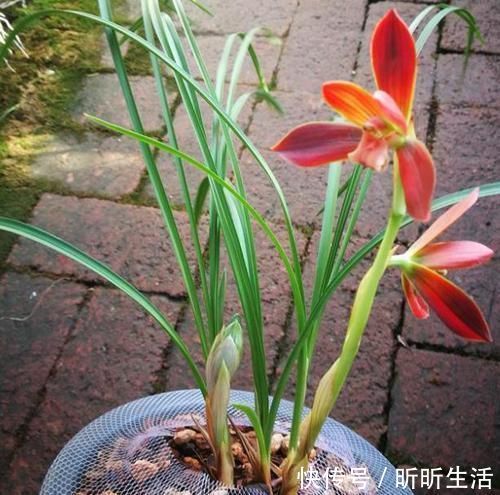 花色|传统名花:红河红,花香浓郁、花色繁杂,值得偏爱,你喜欢吗?