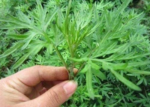 青蒿|家里花卉烂根烂叶,几种天然灭虫法,不生虫养花好