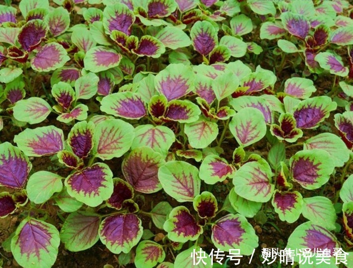 反季|苋菜减肥排毒,营养丰富,掌握三点,种出优质美味反季节苋菜来!