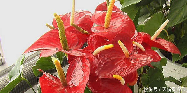 高雅|喜欢上养护漂亮迷人的花卉，就可以选择“高雅多姿”的3种花卉