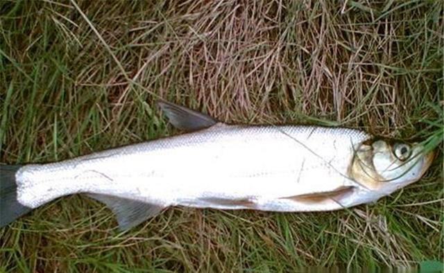 “米级翘嘴”的懒人钓法,没钓过大翘嘴,试试民间这些“土方法”