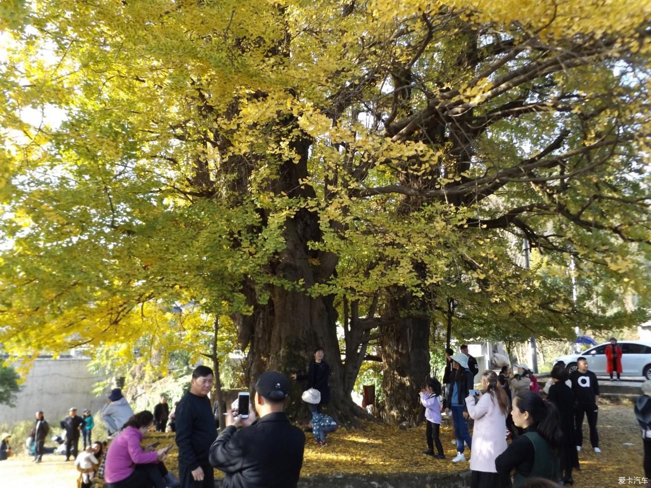  秋日|罗大寨村百年银杏，秋日美得真真切切！