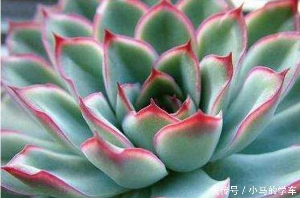 多肉引根大揭秘，一旦“肉肉”出现这种情况，尽快挽救！